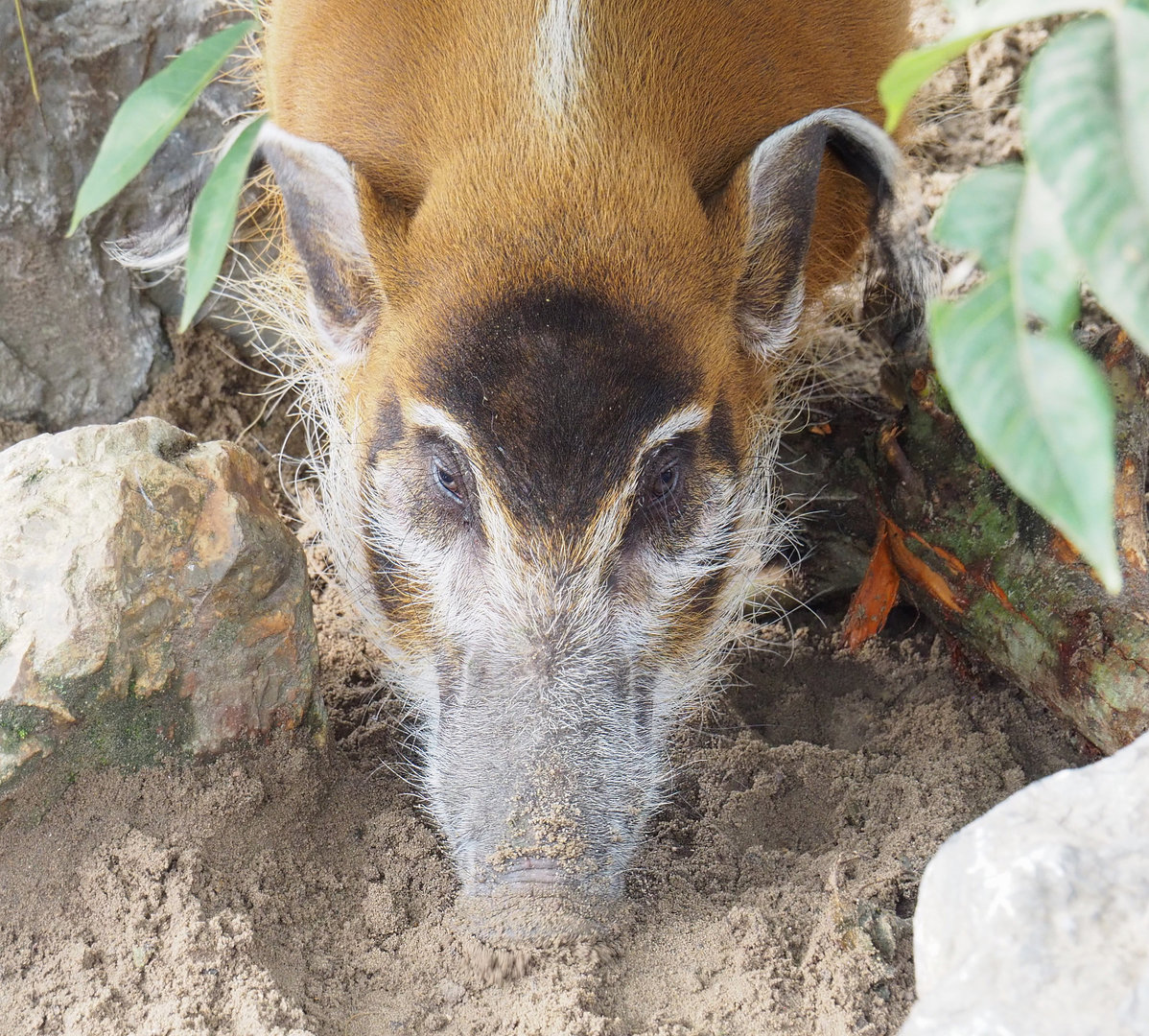 Red river hog (Potamochoerus porcus), 2022-09-15