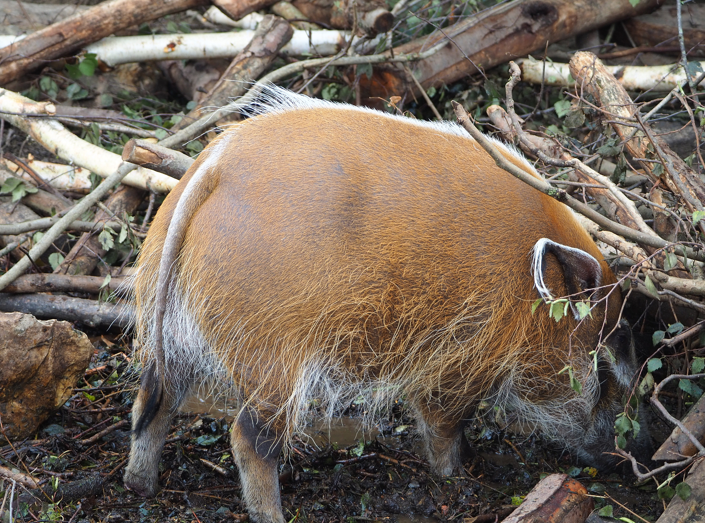 Red river hog (Potamochoerus porcus), 2022-09-15