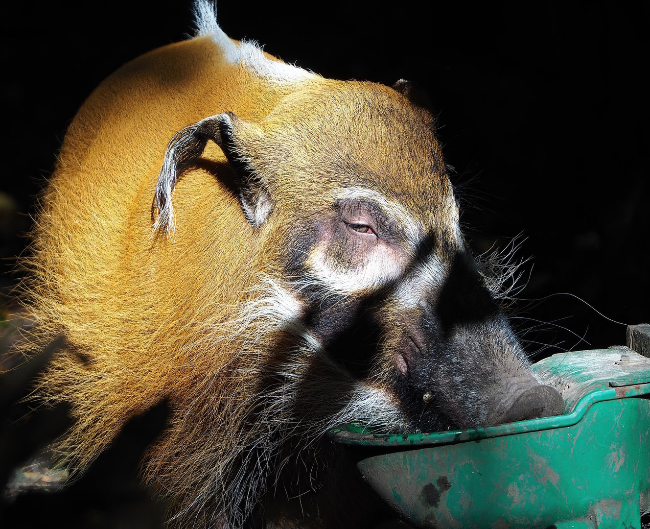 Red river hog (Potamochoerus porcus), 2022-10-09