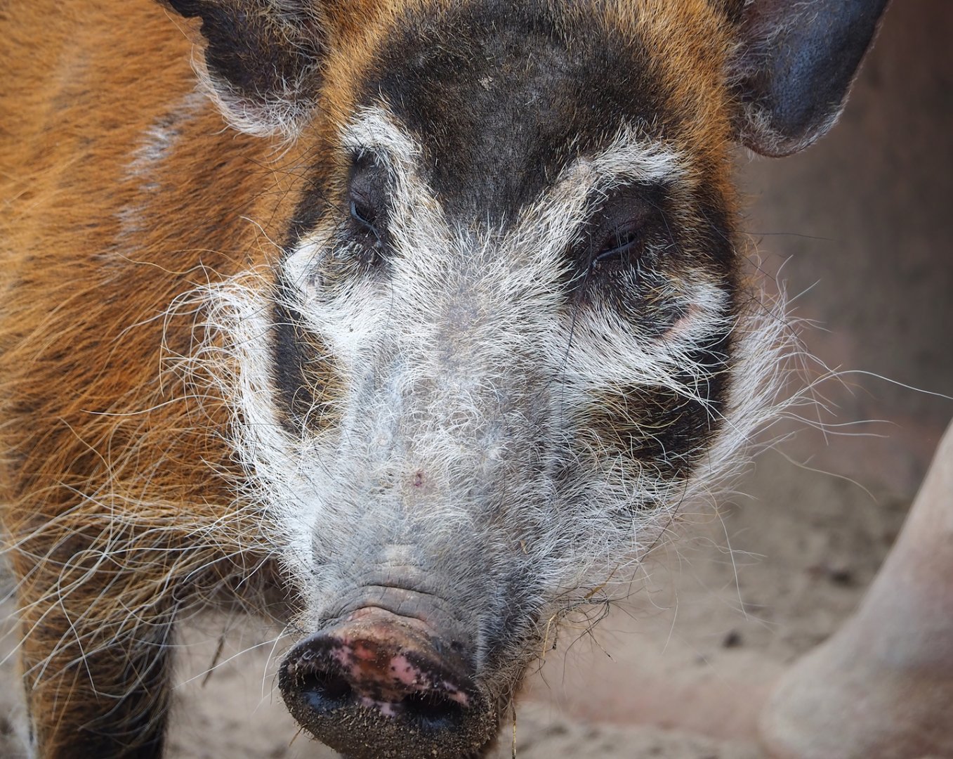 Red river hog (Potamochoerus porcus), 2023-05-15