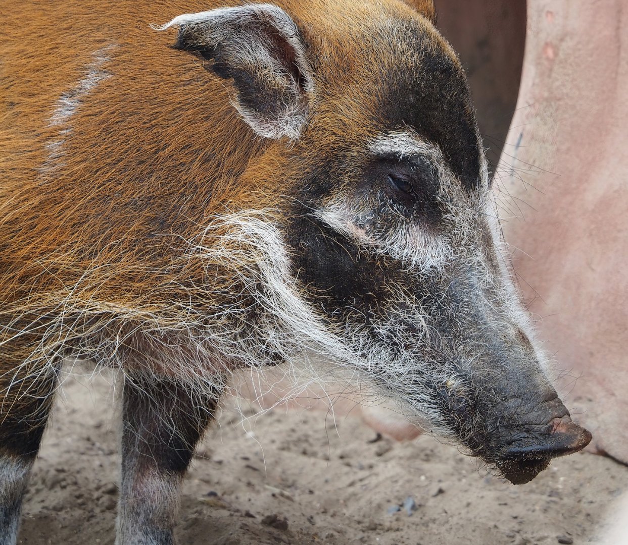 Red river hog (Potamochoerus porcus), 2023-05-15