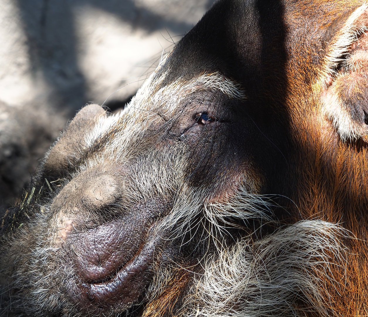 Red river hog (Potamochoerus porcus), 2023-05-31