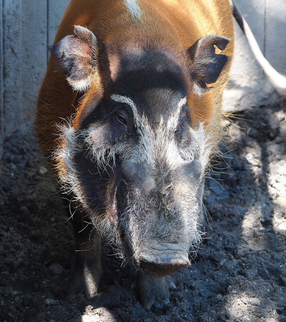 Red river hog (Potamochoerus porcus), 2023-05-31