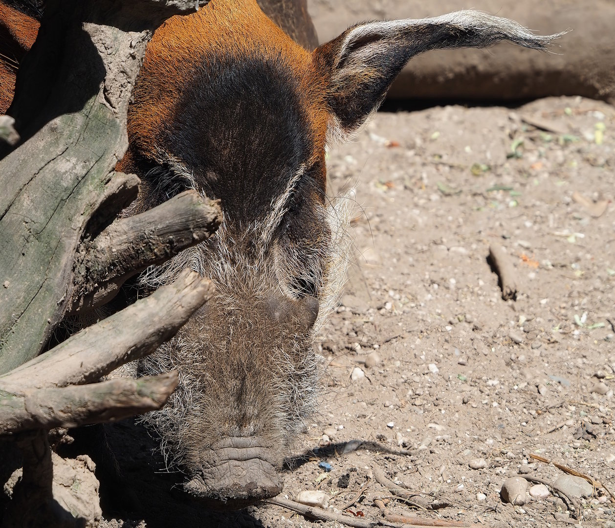 Red river hog (Potamochoerus porcus), 2023-05-31