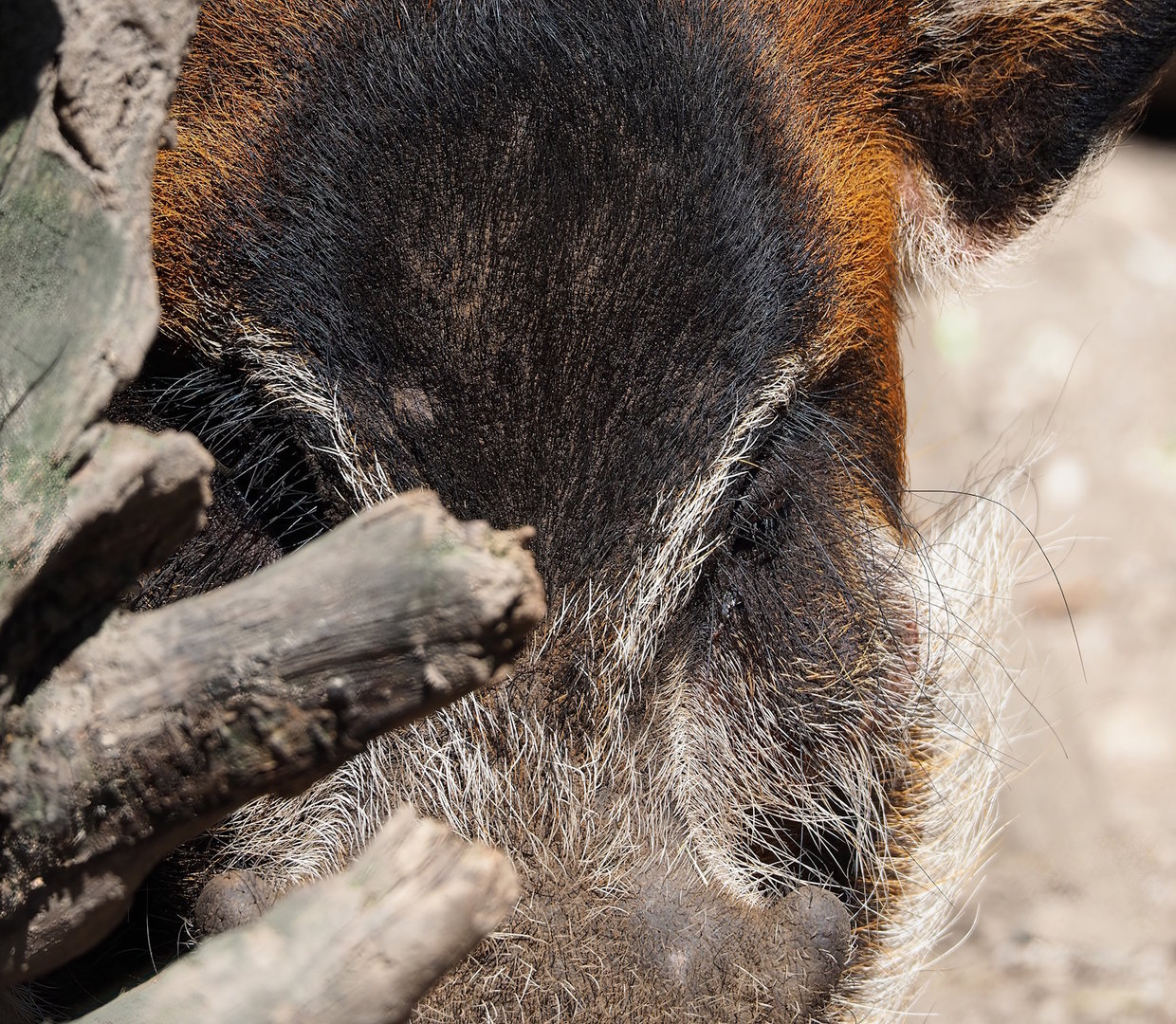 Red river hog (Potamochoerus porcus), 2023-05-31
