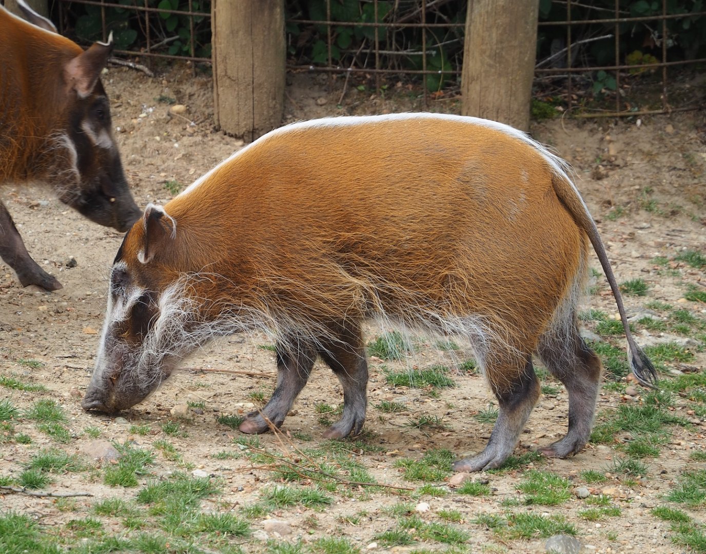 Red river hog (Potamochoerus porcus), 2023-07-18