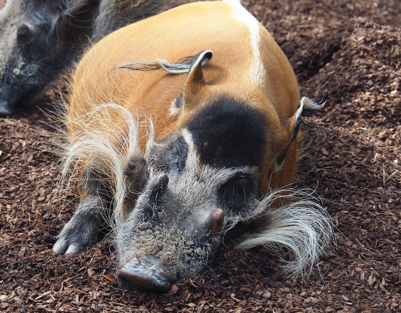 Red river hog (Potamochoerus porcus), 2023-08-15