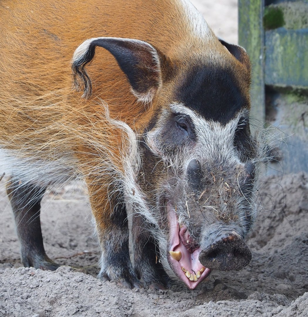 Red river hog (Potamochoerus porcus), 2023-08-15