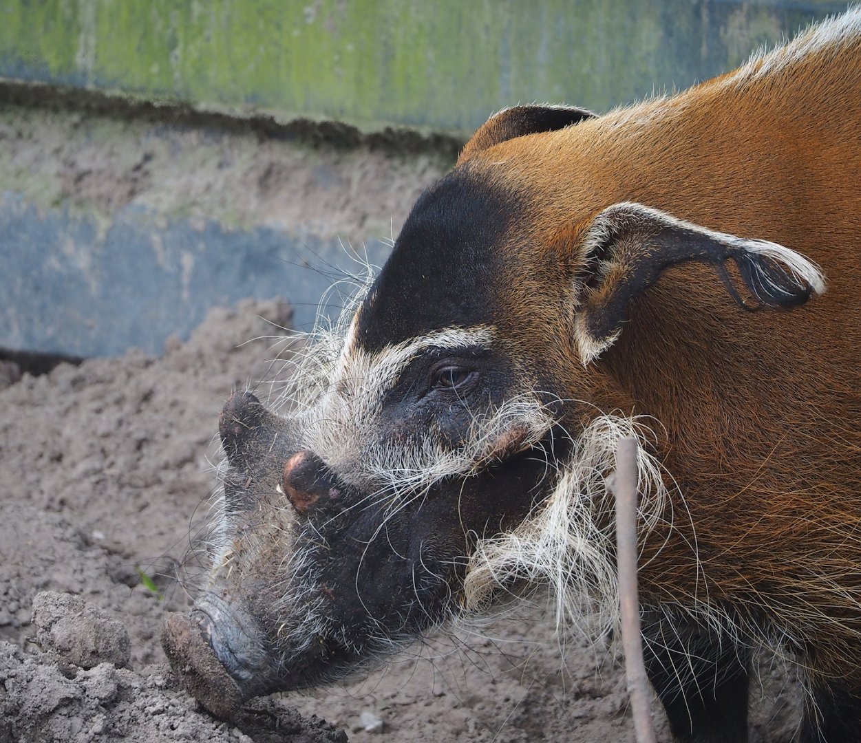 Red river hog (Potamochoerus porcus), 2023-08-15