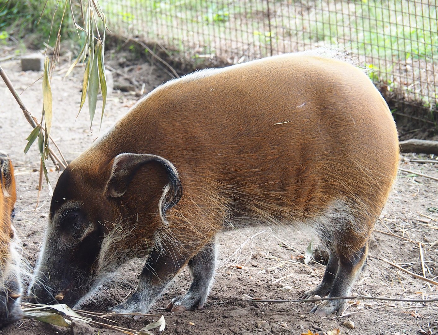 Red river hog (Potamochoerus porcus, 2023-08-17