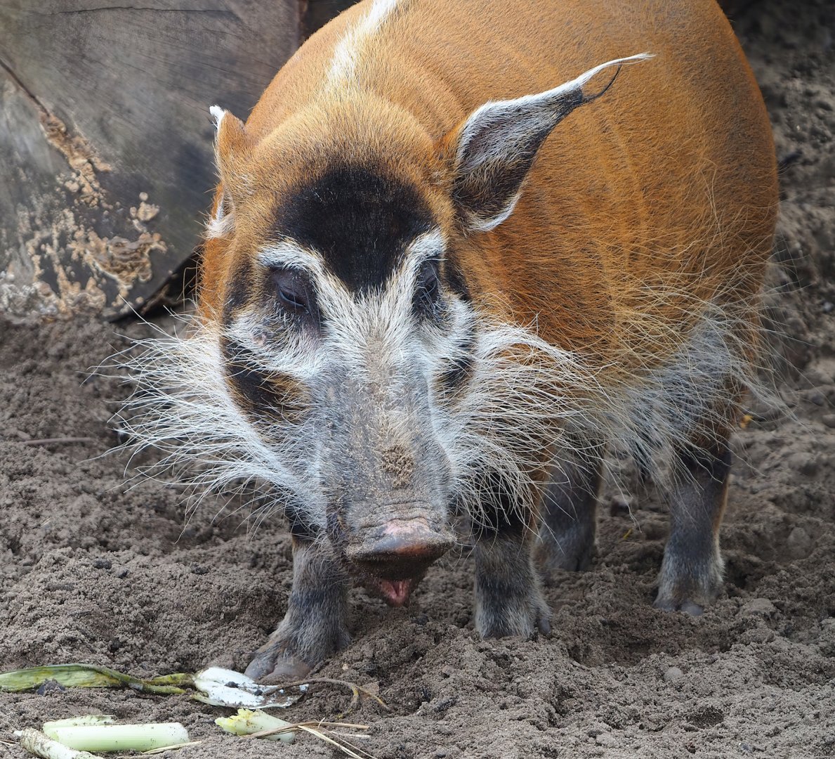 Red river hog (Potamochoerus porcus), 2023-10-13
