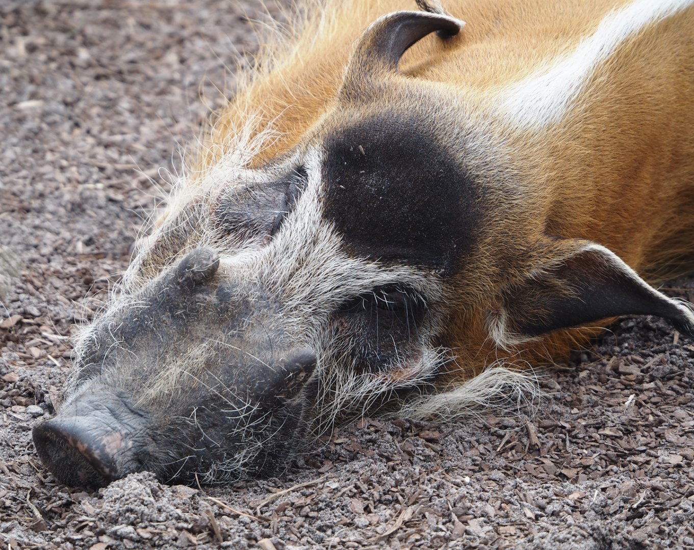 Red river hog (Potamochoerus porcus), 2024-04-06