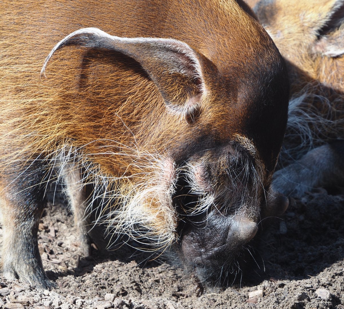 Red river hog (Potamochoerus porcus), 2024-09-17