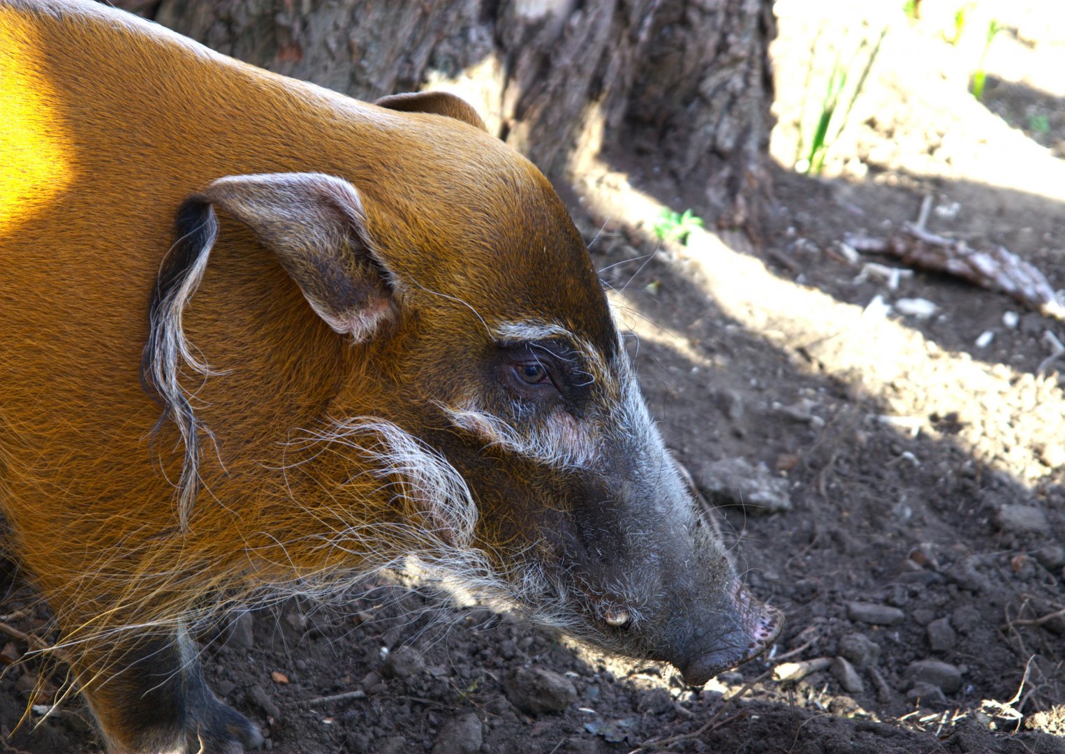 Red River Hog (Potamochoerus porcus), 2025-04-09