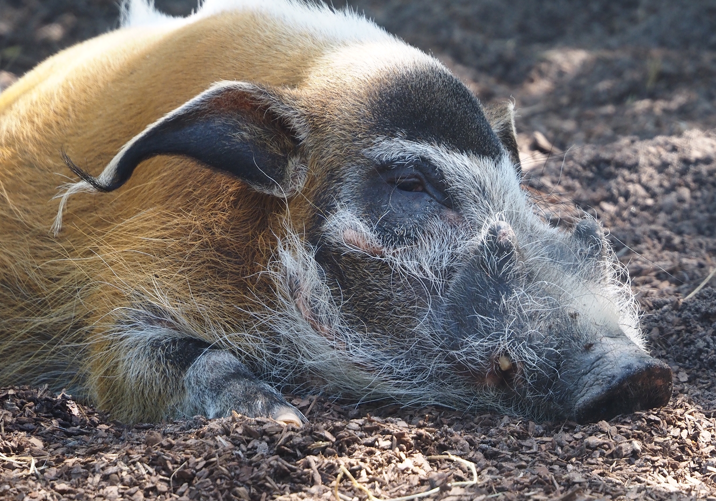 Red river hog (Potamochoerus porcus), 2025-04-30