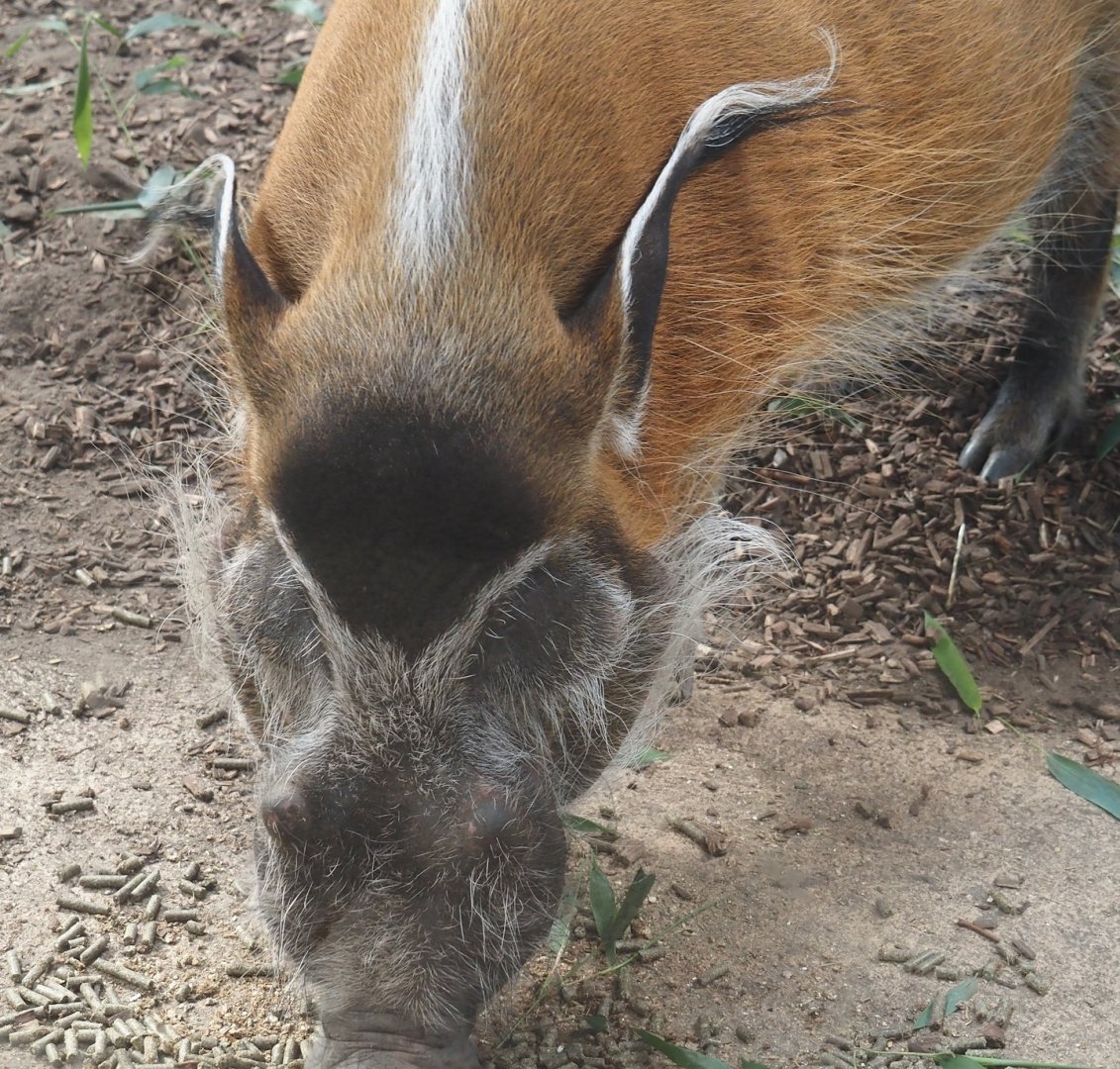 Red river hog (Potamochoerus porcus), 2025-08-03
