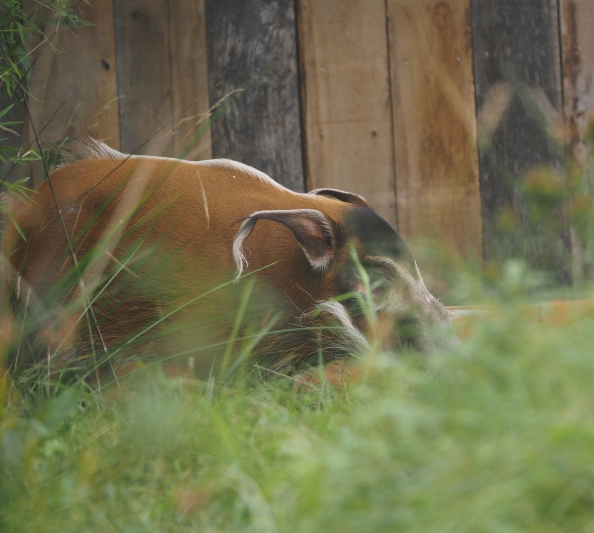 Red river hog (Potamochoerus porcus), 2025-09-06