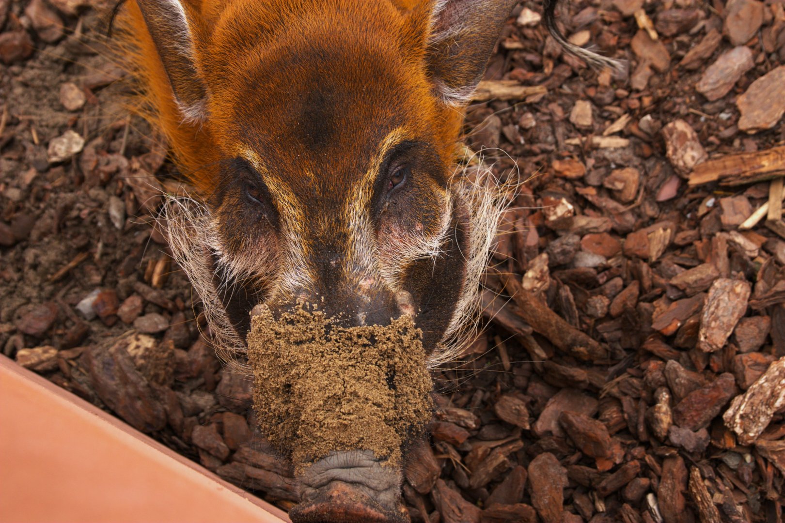 Red River Hog (Potamochoerus porcus), 25-04-25