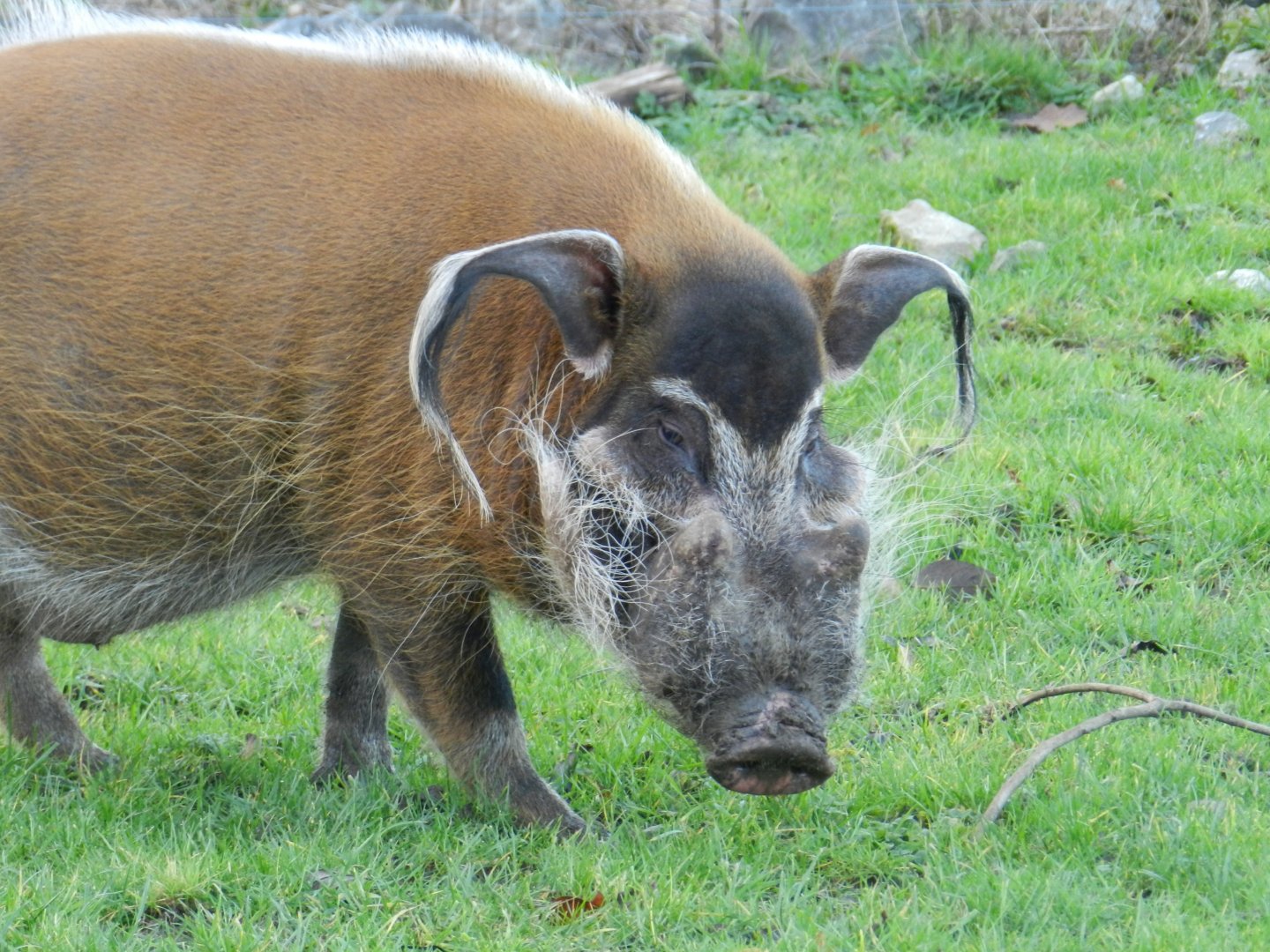 Red River Hog (Potamochoerus porcus) at The Wild Place Project, England