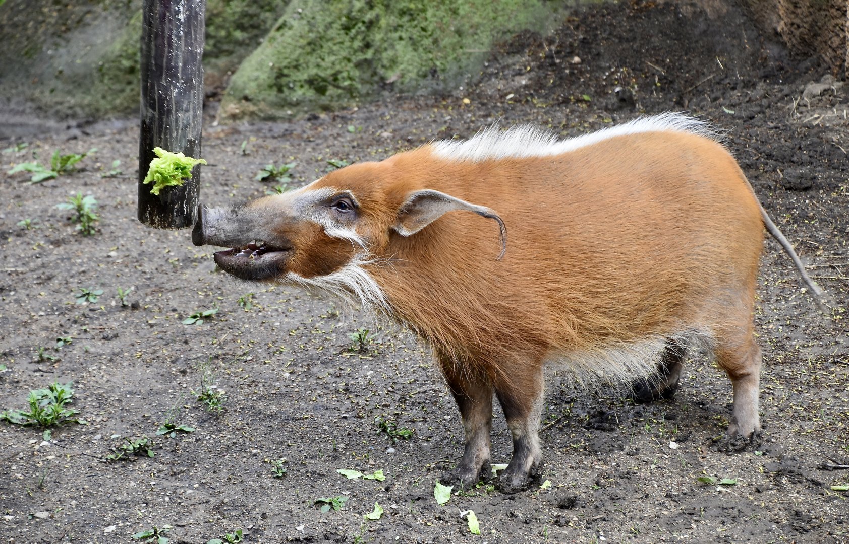 Red River Hog (Potamochoerus porcus) female