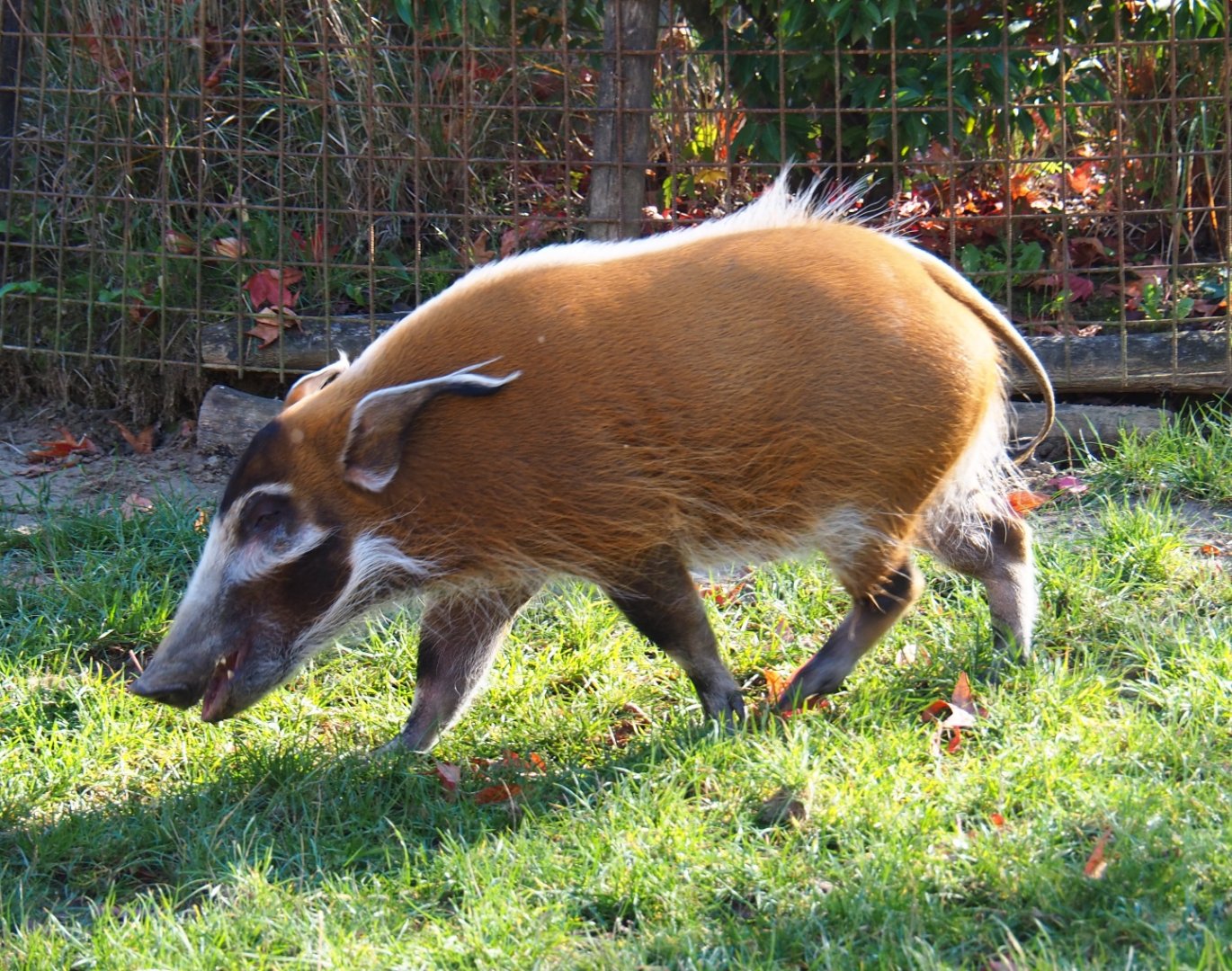 Red river hog (Potamochoerus porcus), Oct 13th, 2018