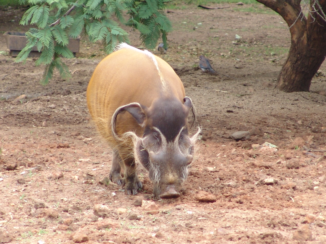 Red River Hog (Potamochoerus porcus pictus)
