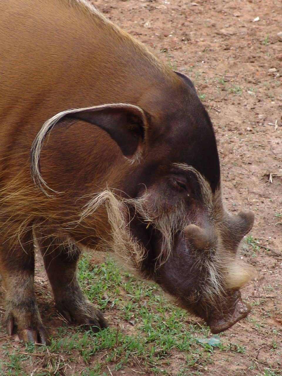 Red River Hog (Potamochoerus porcus pictus)