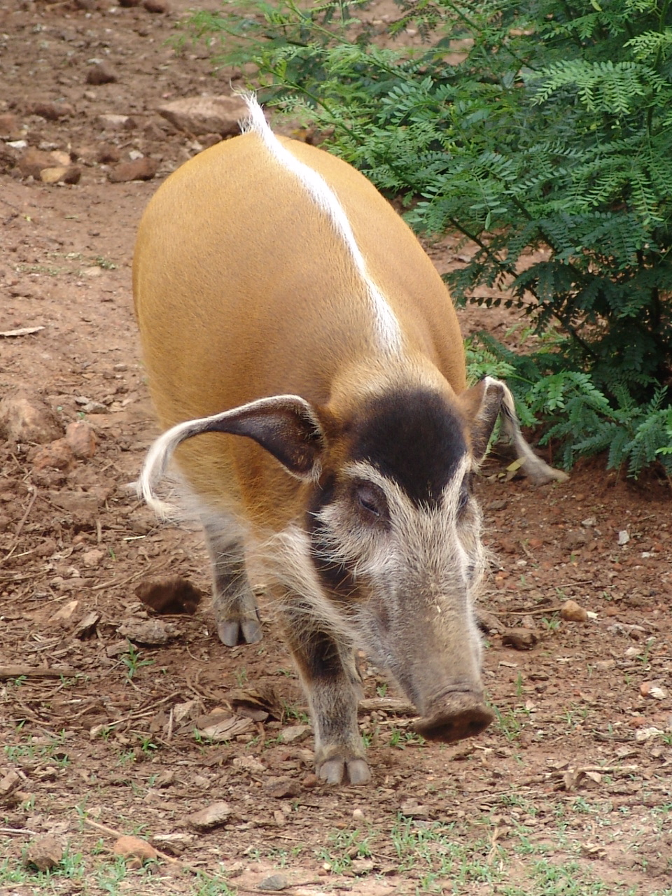 Red River Hog (Potamochoerus porcus pictus)