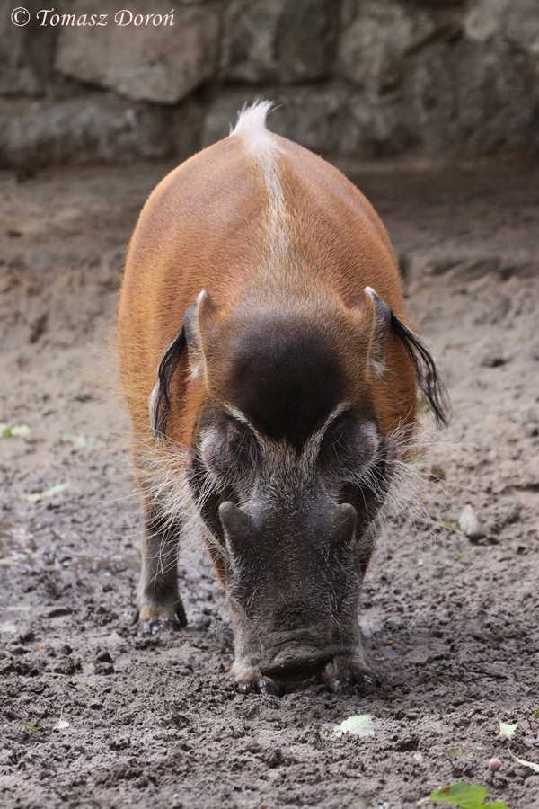 Red River Hog (Potamochoerus porcus pictus)