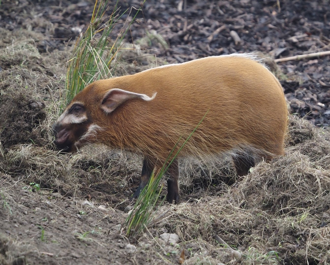 Red river hog (Potamochoerus porcus) rooting up grass, 2025-10-19