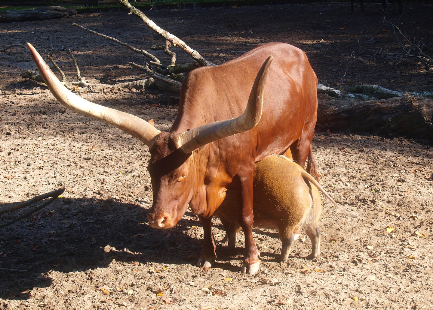 Red river hog (Potamochoerus porcus) walking underneath an Ankole-Watusi (Bos taurus indicus), 2014-10-19