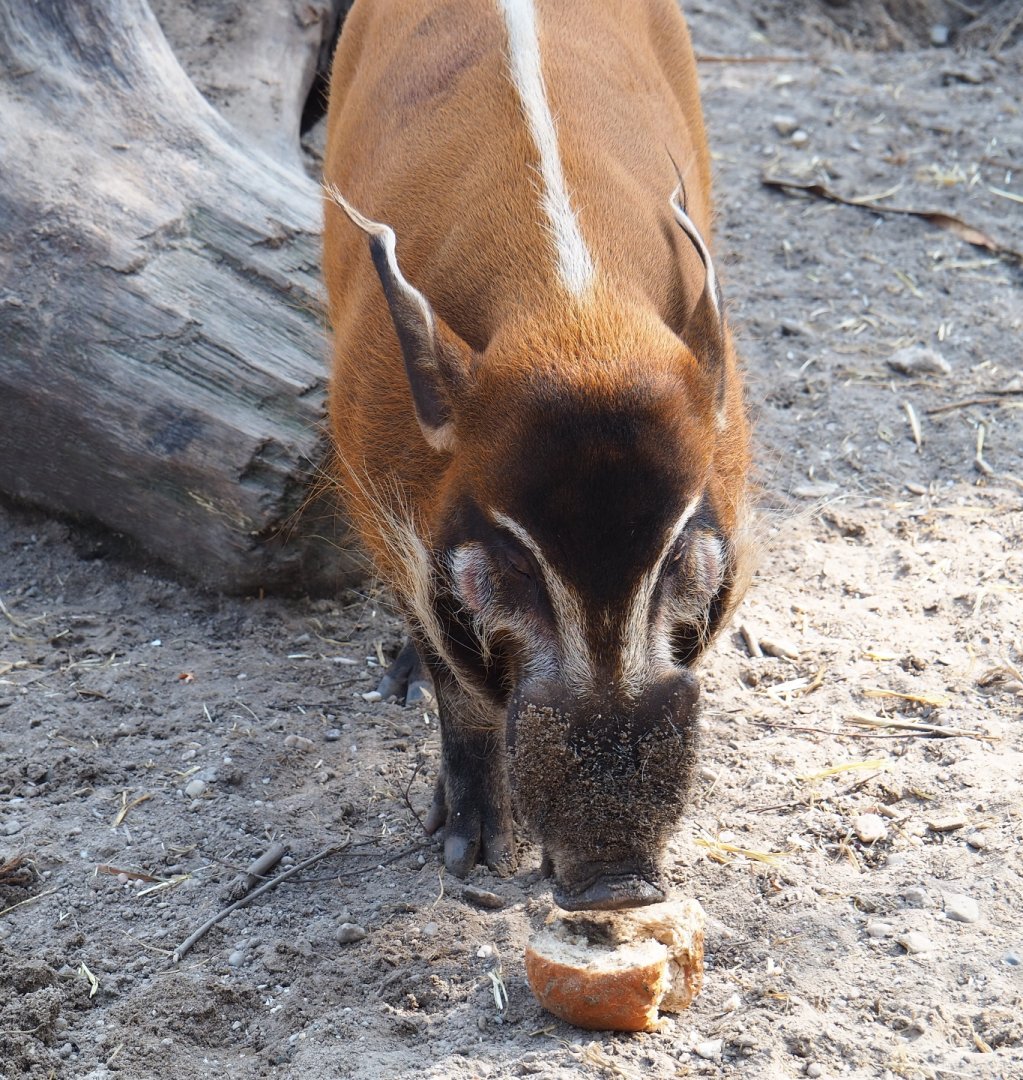 Red river hog (Potamochoerus porcus) with loaf of bread, 2019-04-06