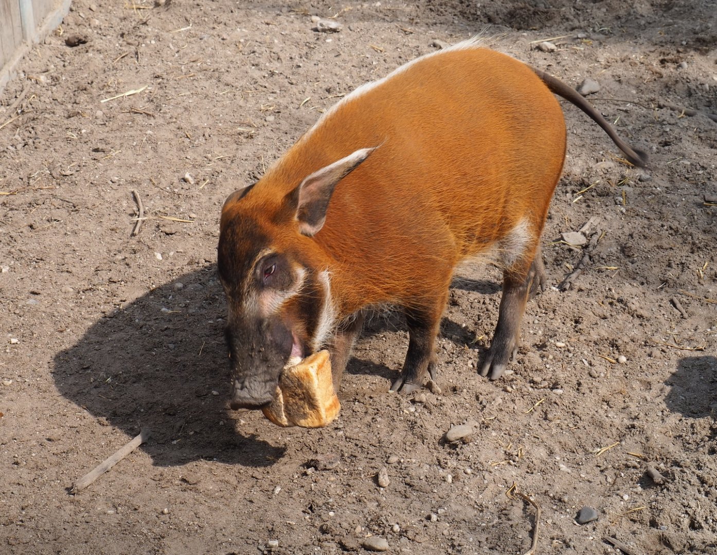 Red river hog (Potamochoerus porcus) with loaf of bread, 2019-04-06