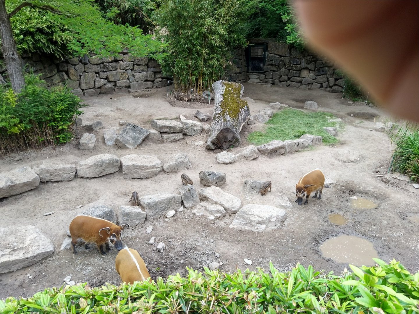 Red river hog - Potamochoerus porcus - with triplets