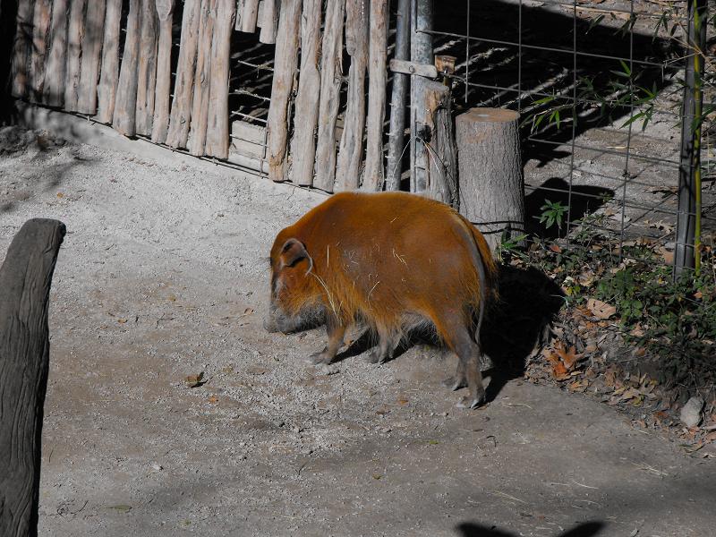 Red River Hog (Potamochoerus porcus)