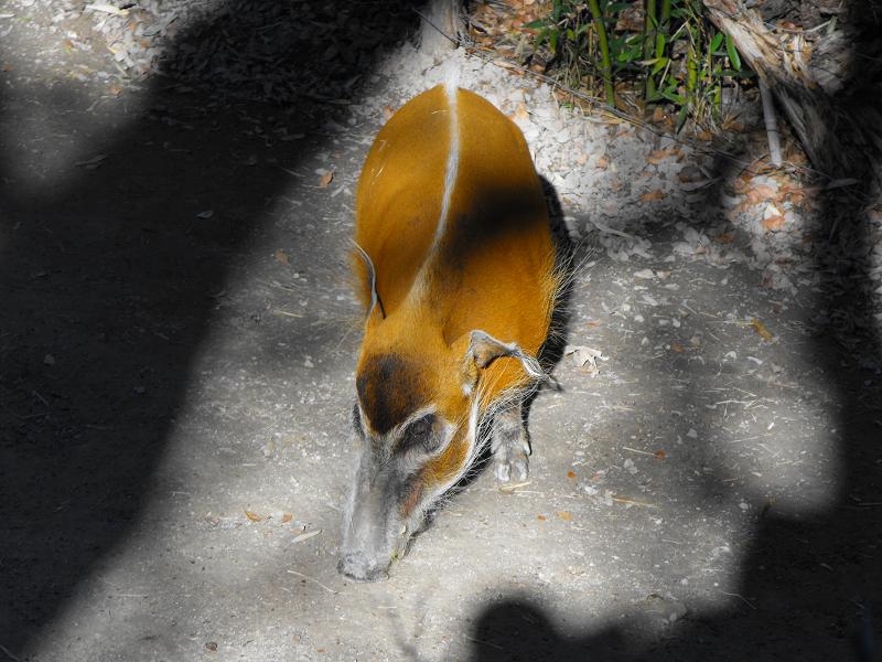 Red River Hog (Potamochoerus porcus)