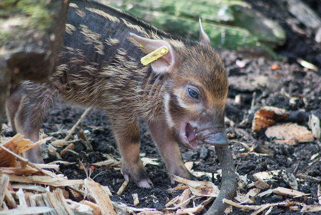 Red river hog (Potamochoerus porcus)