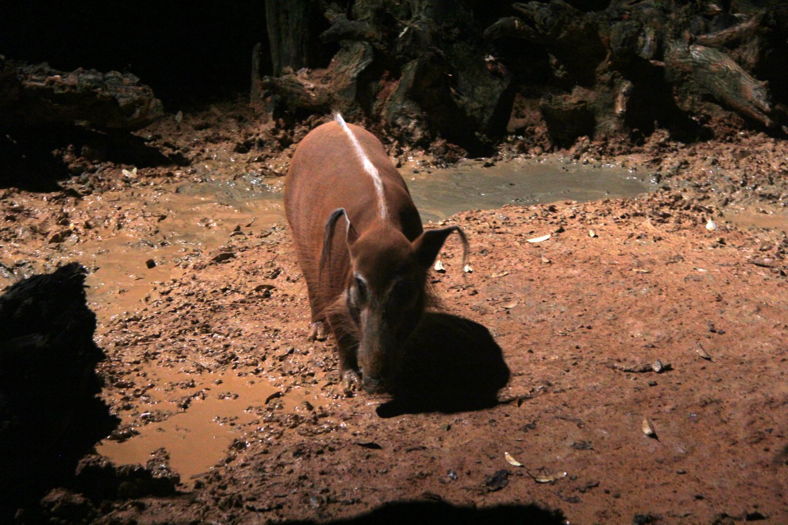 red river hog (Potamochoerus porcus)