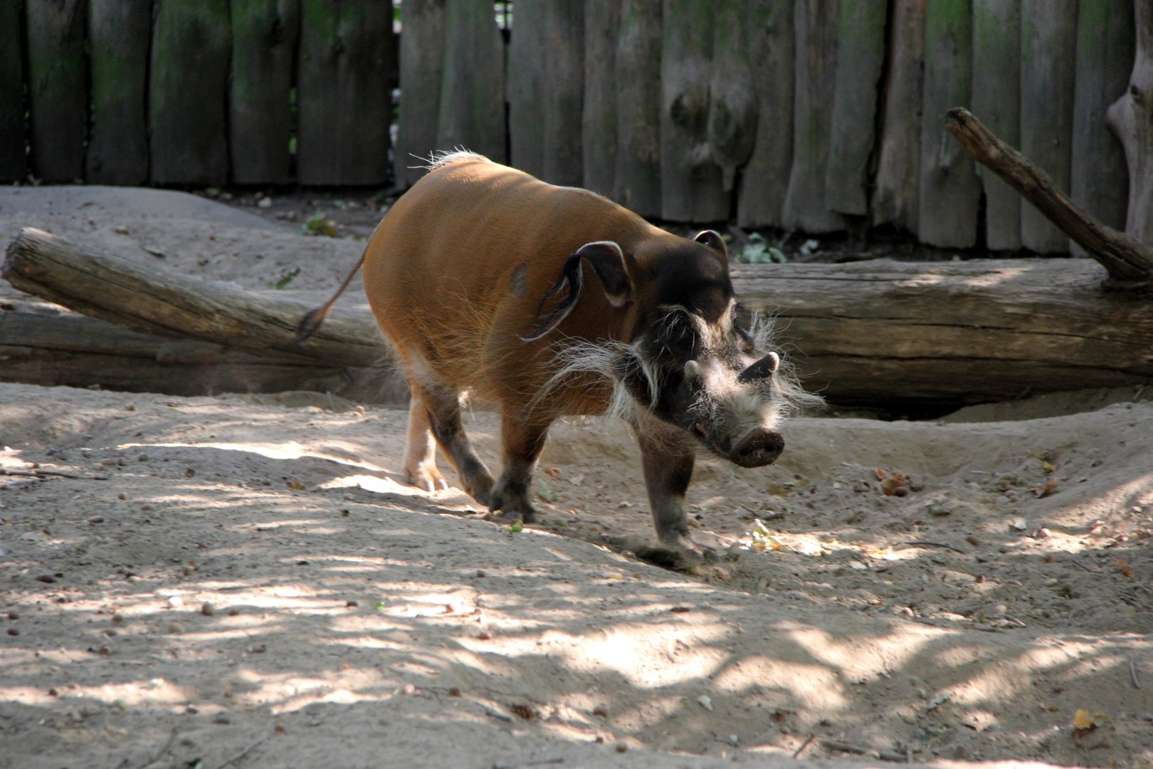 red river hog (Potamochoerus porcus)