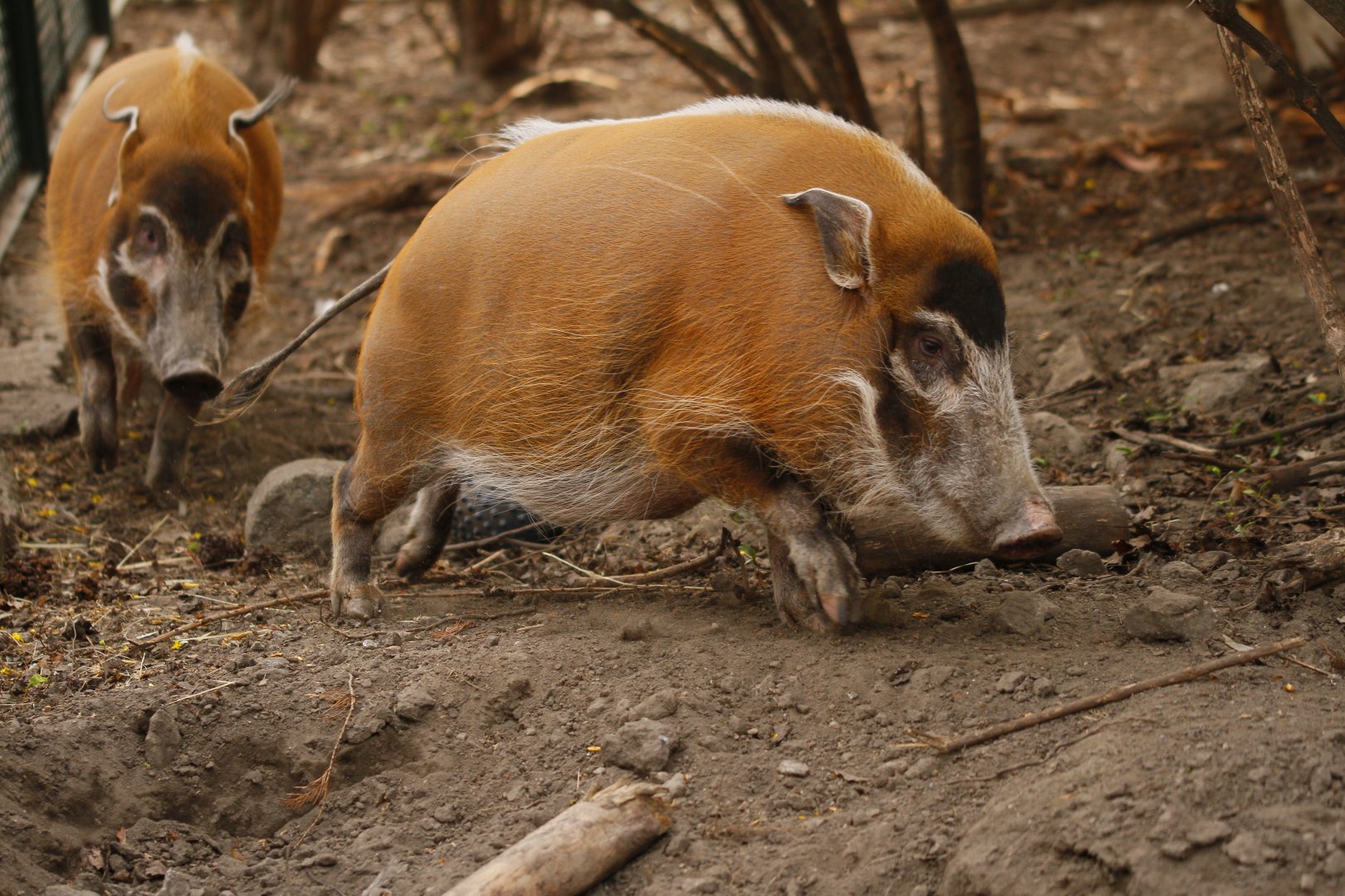Red River hog (Potamochoerus porcus)