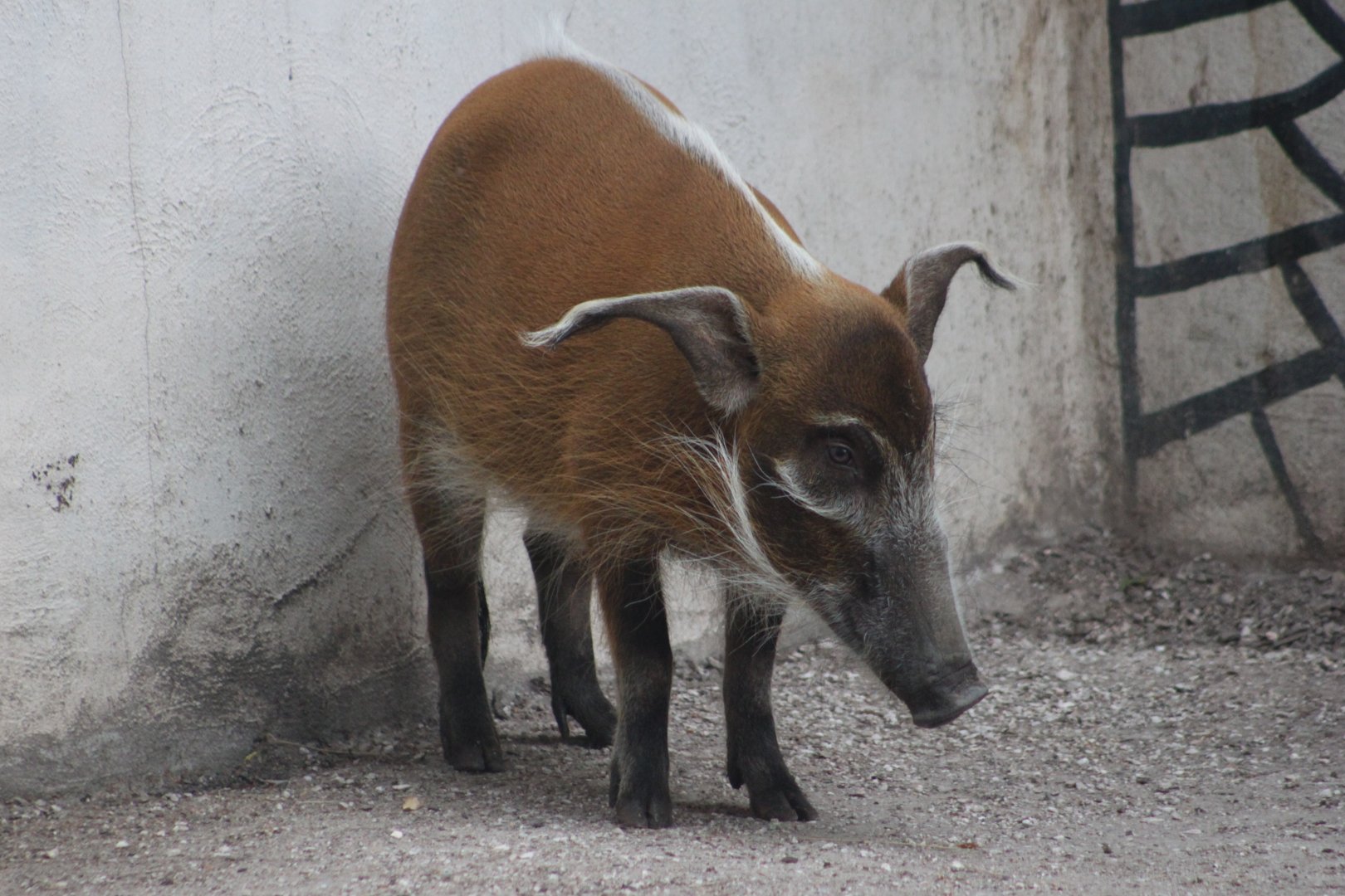 Red river hog (Potamochoerus porcus)