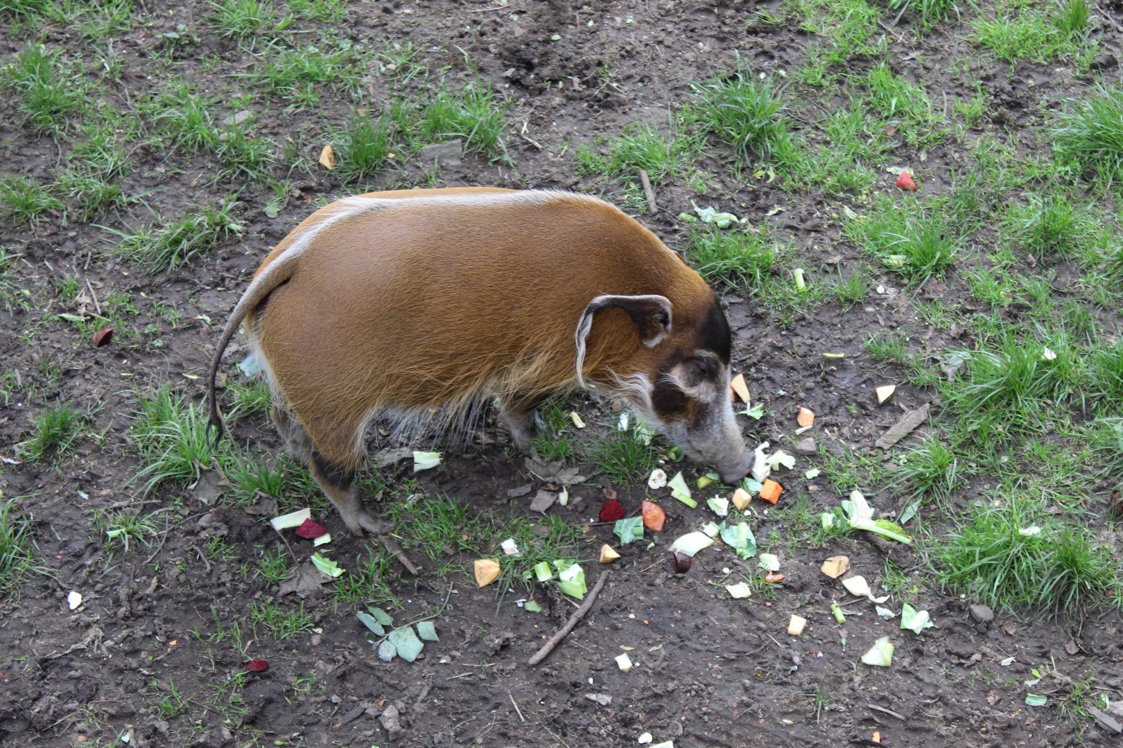 Red river hog (Potamochoerus porcus)