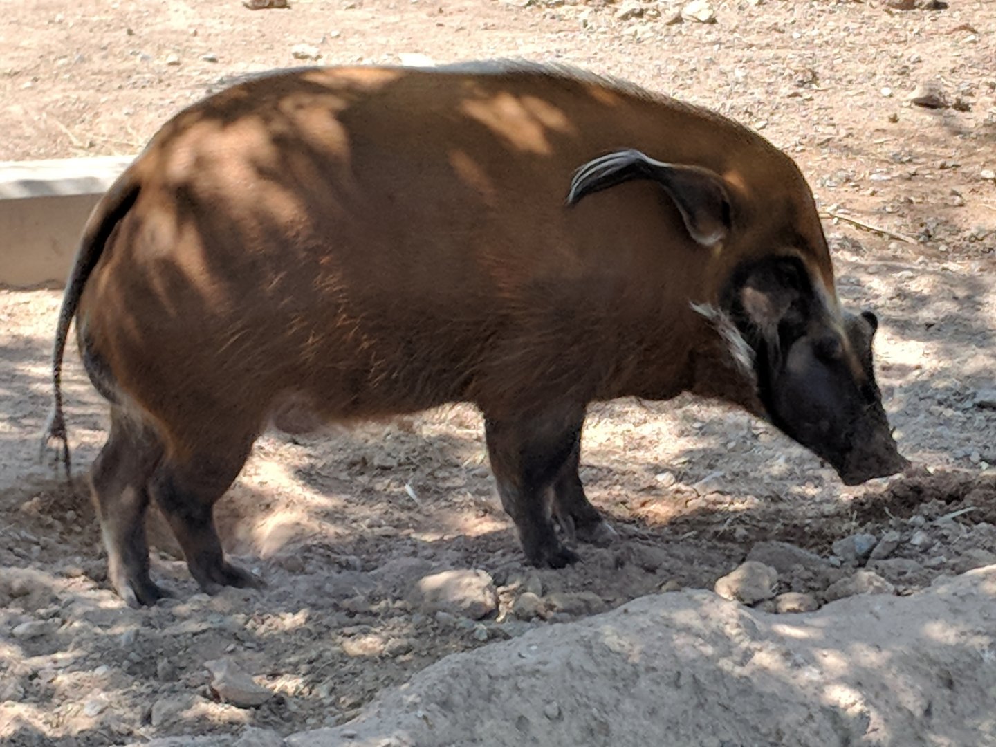 Red river hog (Potamochoerus porcus)