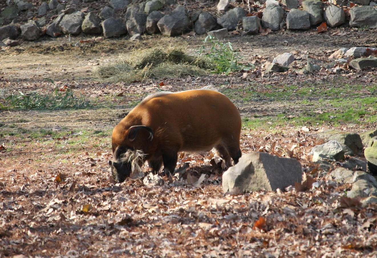 Red River Hog (Potamochoerus porcus)