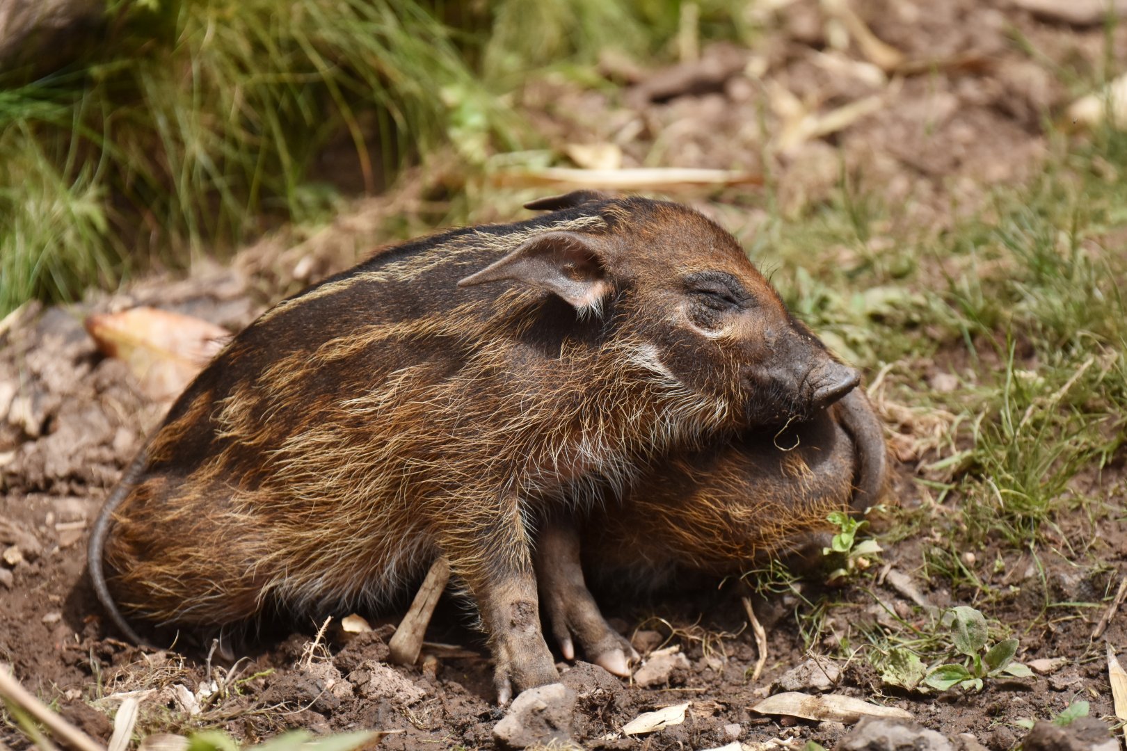 Red river hog (Potamochoerus porcus)