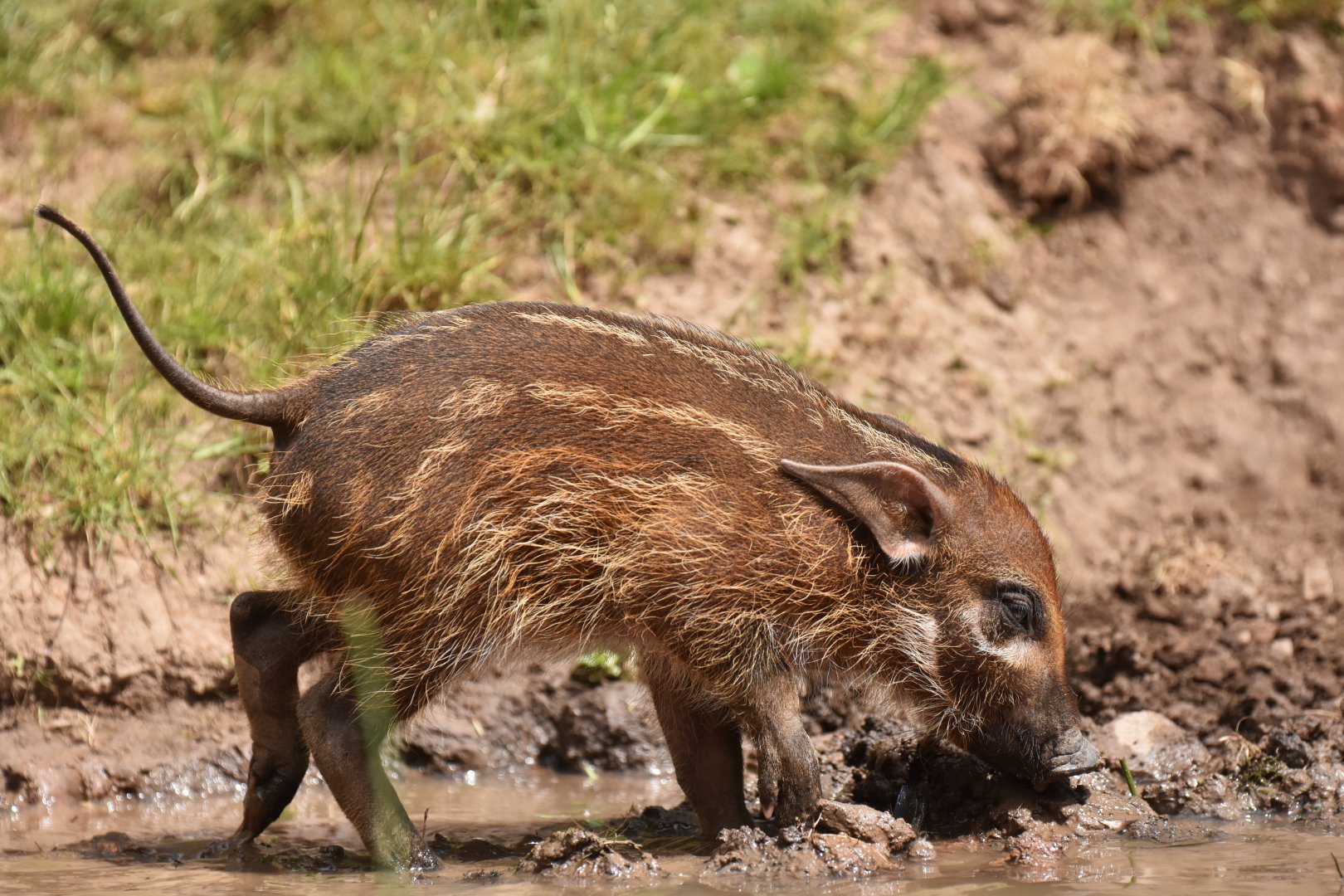 Red river hog (Potamochoerus porcus)