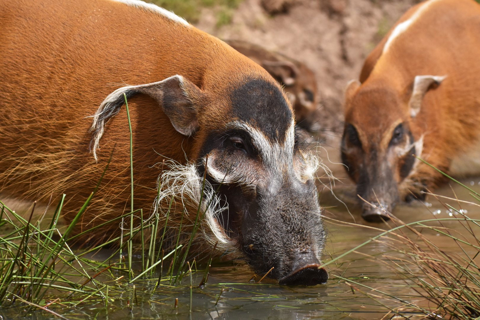 Red river hog (Potamochoerus porcus)