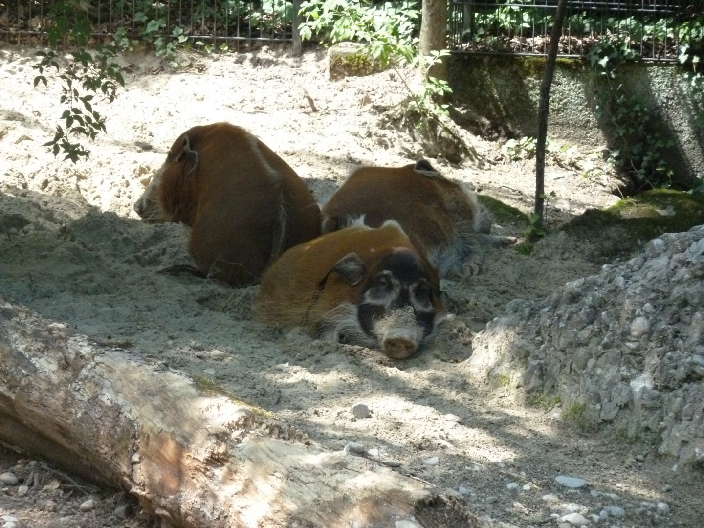 Red river hog - Potamochoerus porcus
