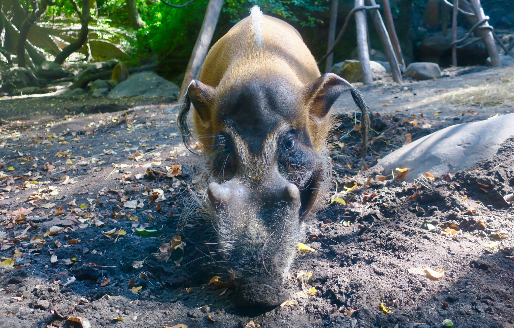 Red River Hog (Potamochoerus porcus)