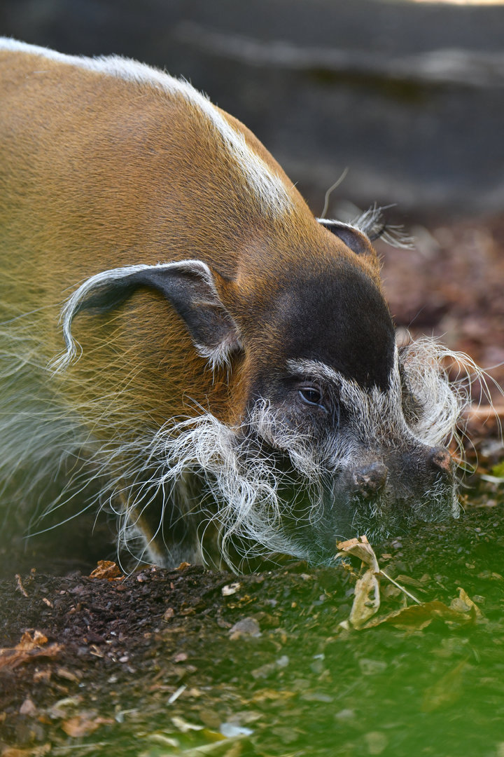 Red river hog (Potamochoerus porcus)